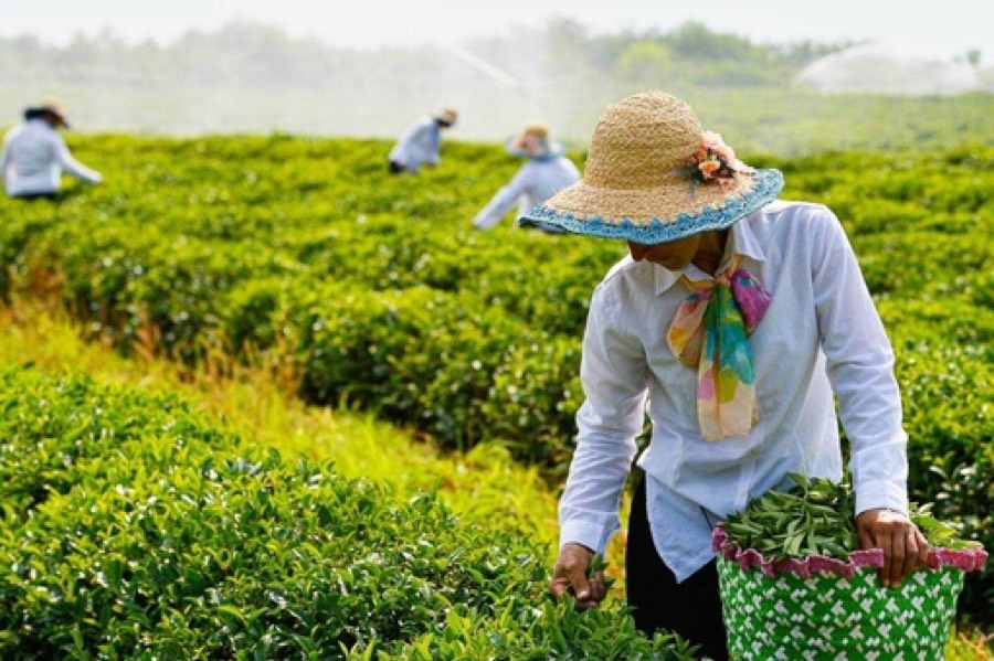 Astara Tea Plantations: Azerbaijan’s Unique Tea Culture